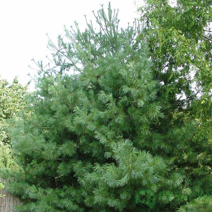 картинка Сосна Кедрова Арманда (Pinus Armandii) 