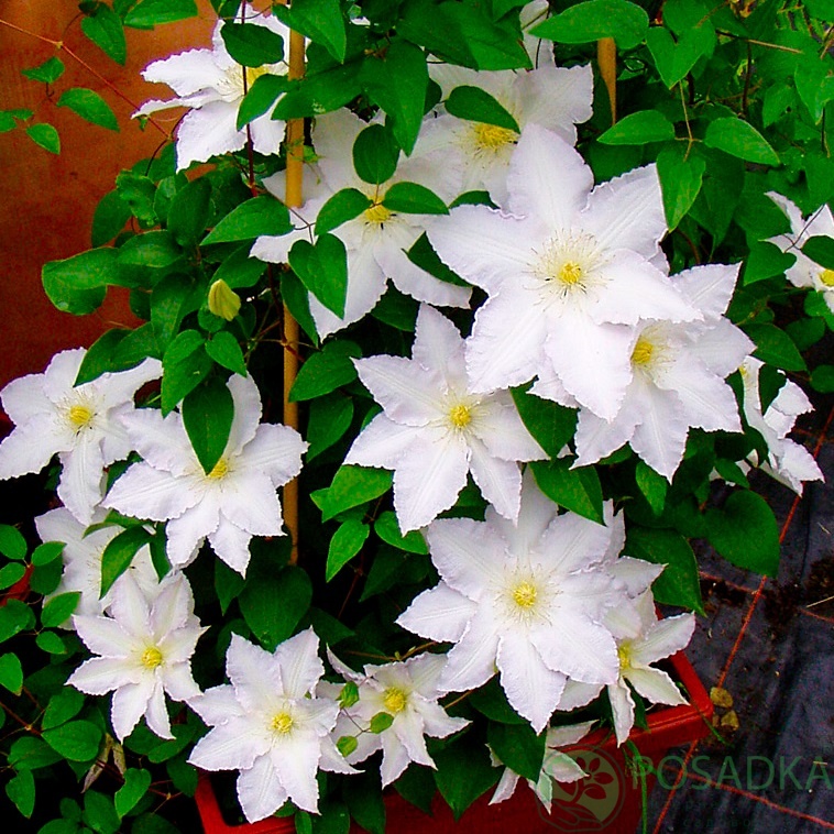 картинка Клематис Mevrouw Le Coultre 