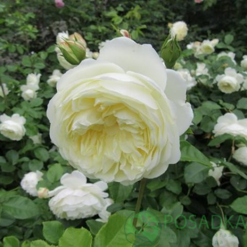 картинка Роза английская Транквилити 