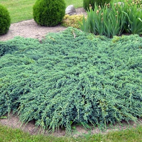 картинка Можжевельник горизонтальный Montana 