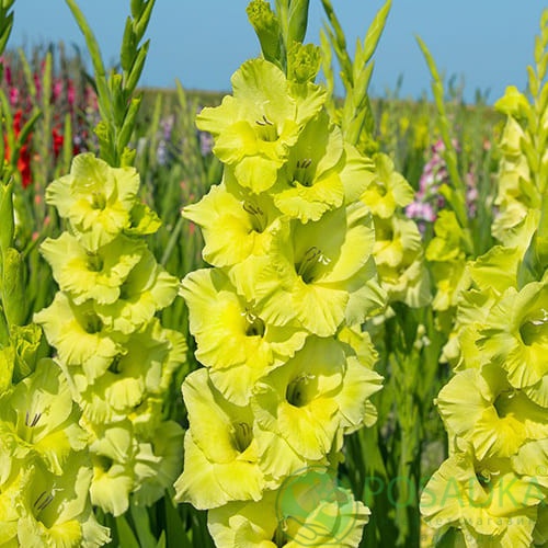 картинка Гладиолус Kio 