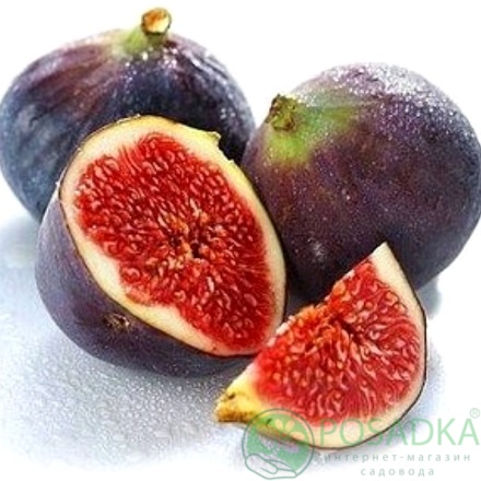 картинка Инжир Муасон чёрный Крымский 