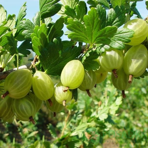 картинка Крыжовник Снежана 