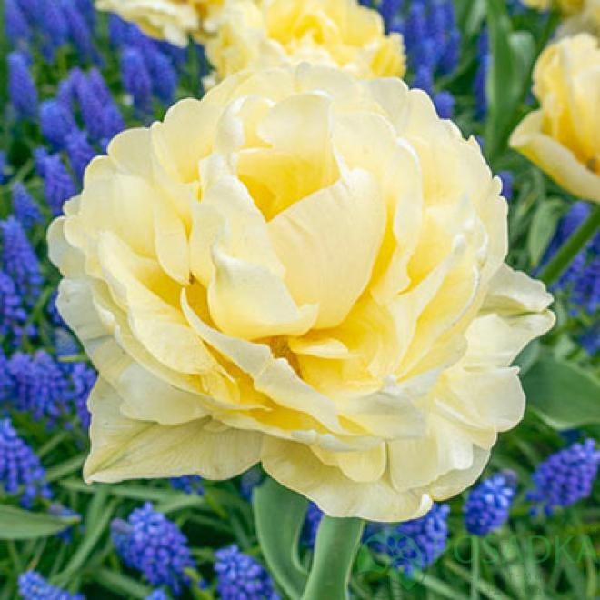 картинка Тюльпан Avant Garde (3 шт) р9 