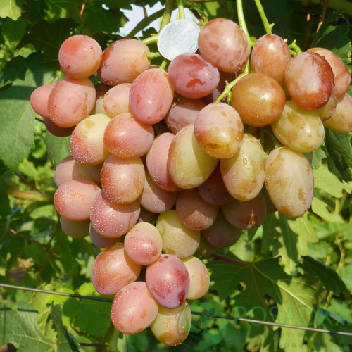 картинка Виноград Дженнифер 