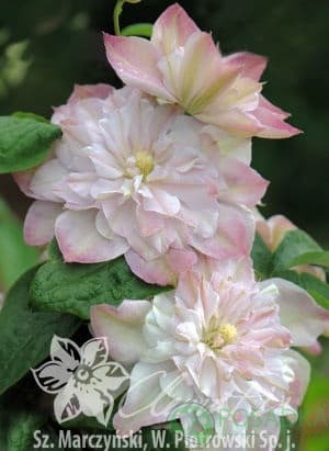 картинка Клематис Innocent Blush PBR 
