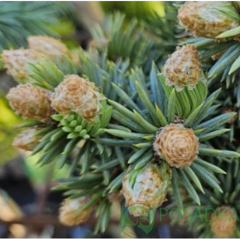 картинка Ель канадская Joseph Rys 