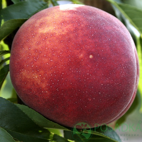 картинка Персик Флеминг Фьюри PF-5B 