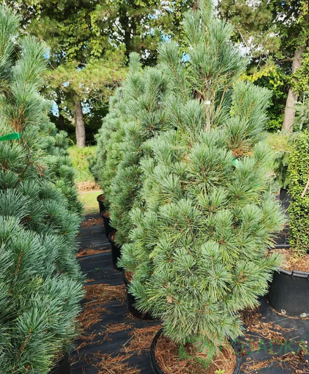 картинка Сосна веймутова Stowe Pillar  картинка Сосна веймутова Stowe Pillar