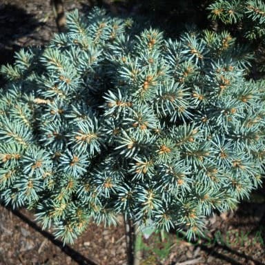 картинка Ель колючая (Picea pungens 'Śleszyn' Pa) 