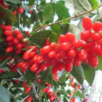 картинка Годжи Суперфрут 