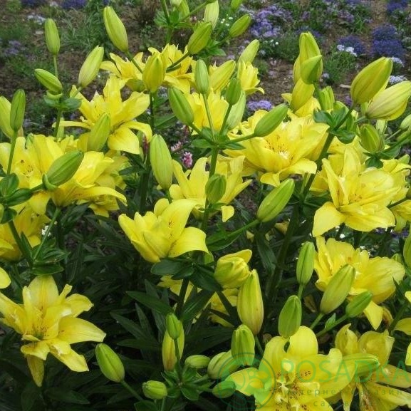 картинка Лилия Fata Morgana 