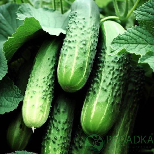 картинка Семена огурец Закуска 0,5г, TM GL Seeds 
