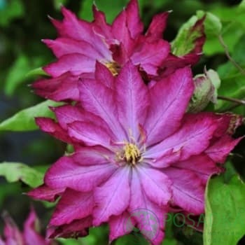 картинка Клематис Kaen 