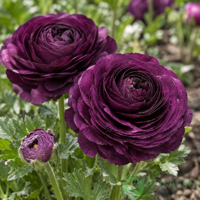 картинка Ранункулюс (лютик) Tomer Purple 