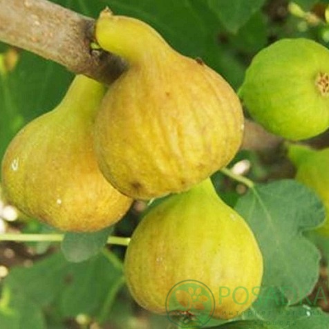 картинка Инжир Белый Медовый  картинка Инжир Белый Медовый