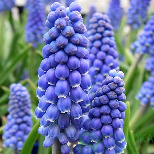 картинка Мускари Big Smile 