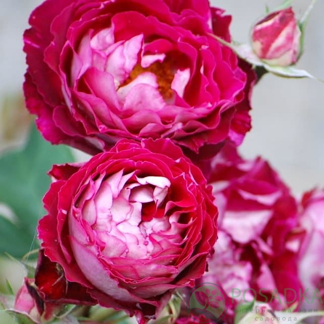 картинка Роза кустовая Бель де Сегоза  картинка Роза кустовая Бель де Сегоза