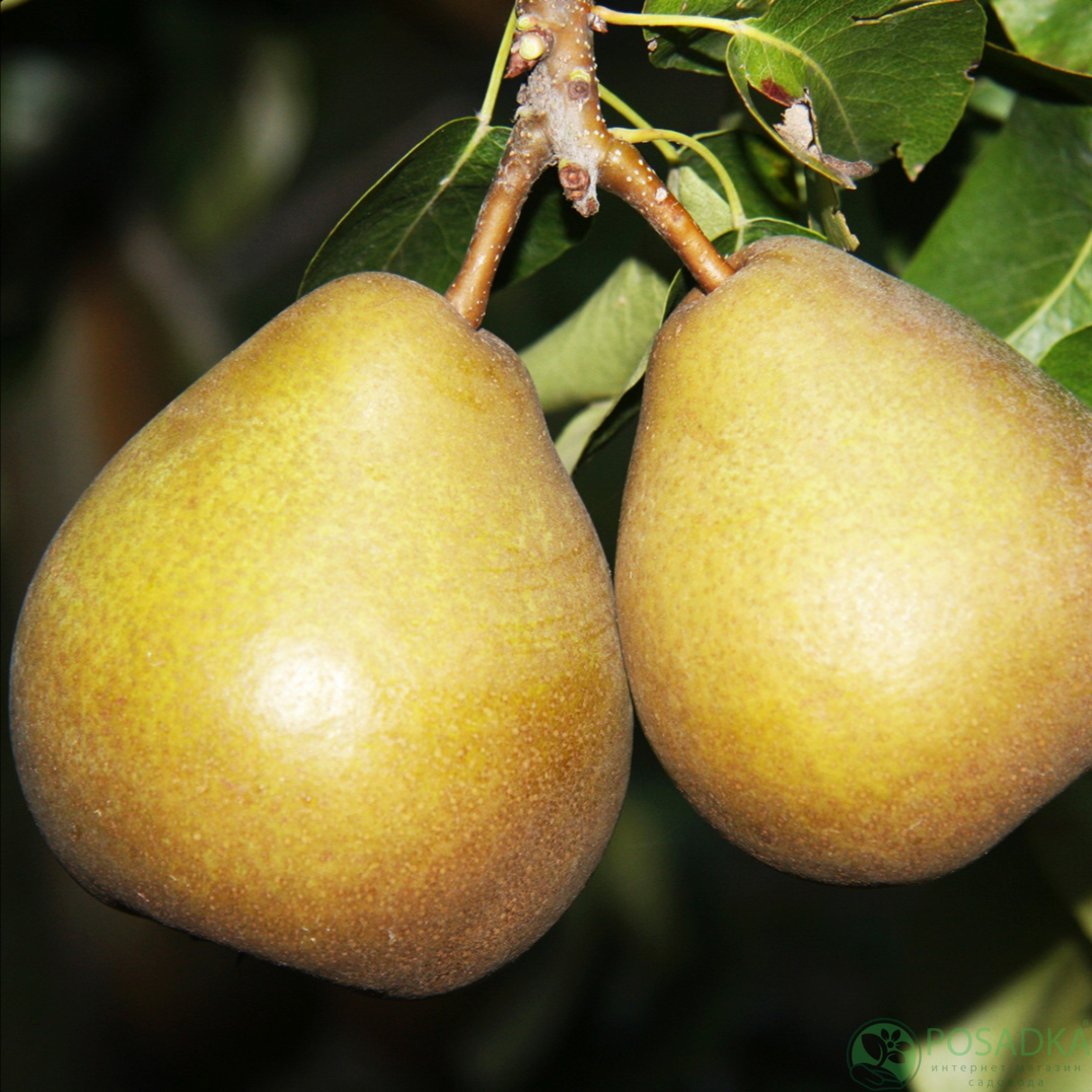 картинка Груша Бере Гарди 