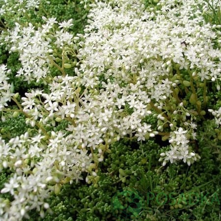 картинка Очиток (седум) белый Murale 