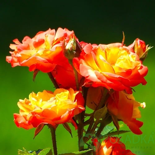 картинка Роза флорибунда Rumba 3л 