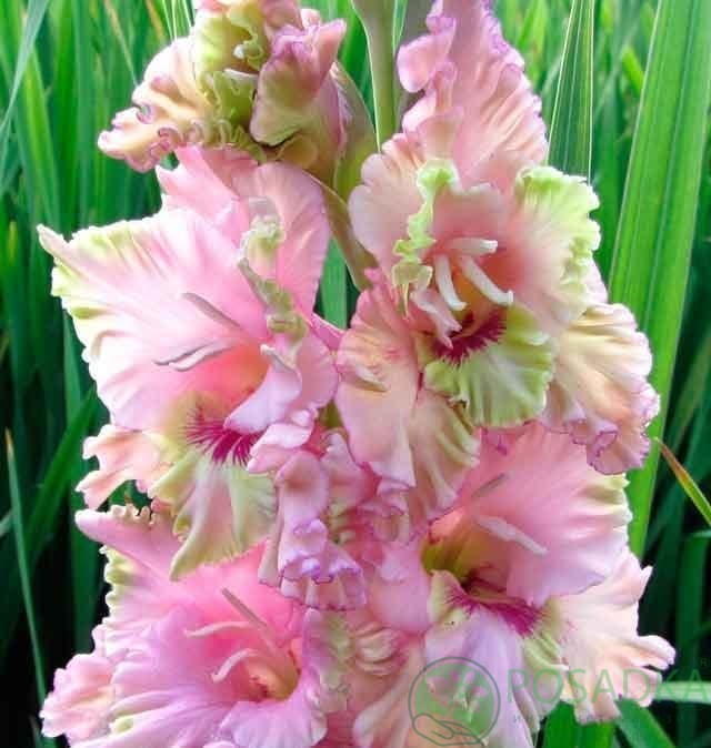 картинка Гладиолус Прага 