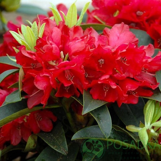 картинка Рододендрон гибридный Erato 