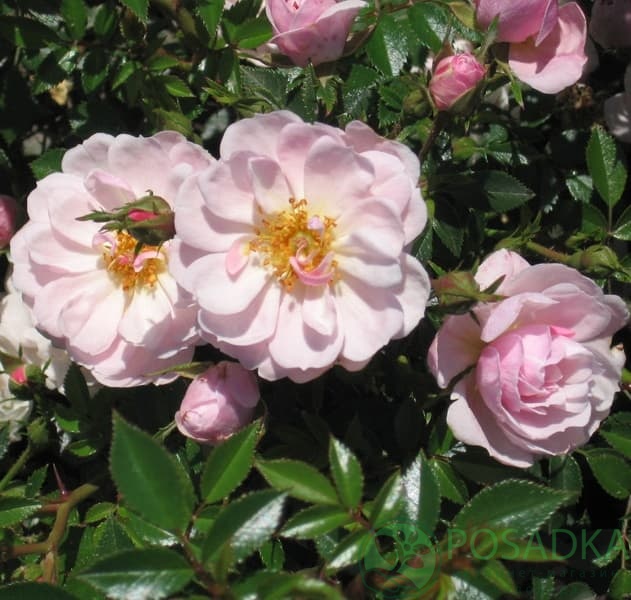 картинка Роза почвопокровная Джентл Кавер 