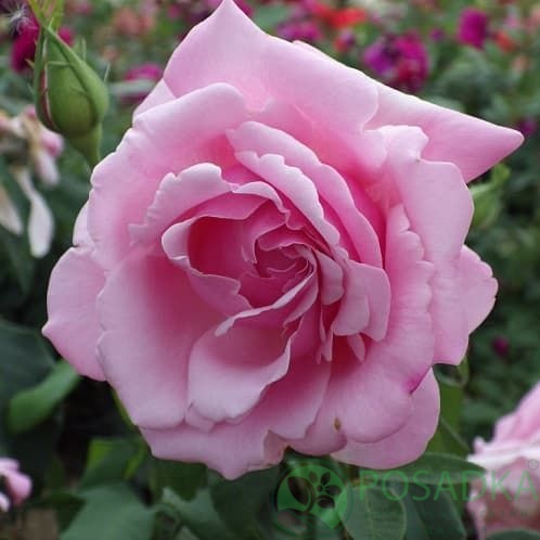 картинка Роза чайно-гибридная Парфюм де Либерти 