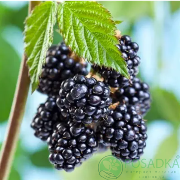 картинка Ежевика Дима 