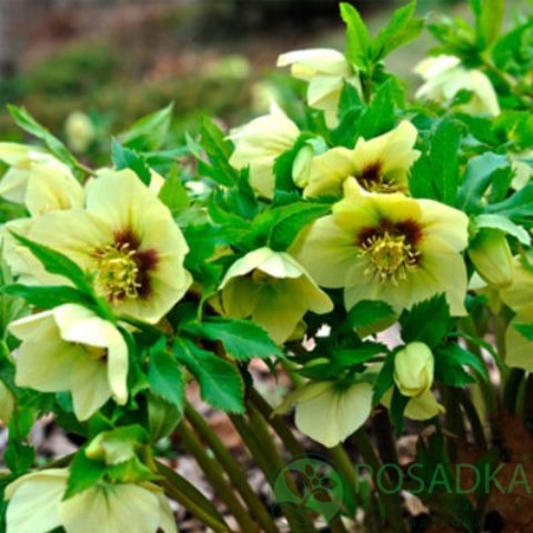 картинка Морозник Еллоу Леди (Helleborus Yellow Lady) 