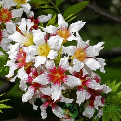 картинка Ксантоцерас (Чекалкин орех) 