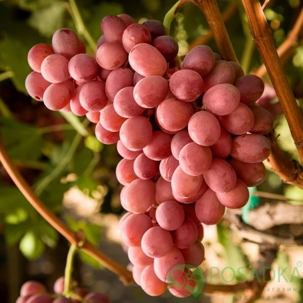 картинка Виноград кишмиш Красное пламя (Red Flame seedless) (контейнер) 