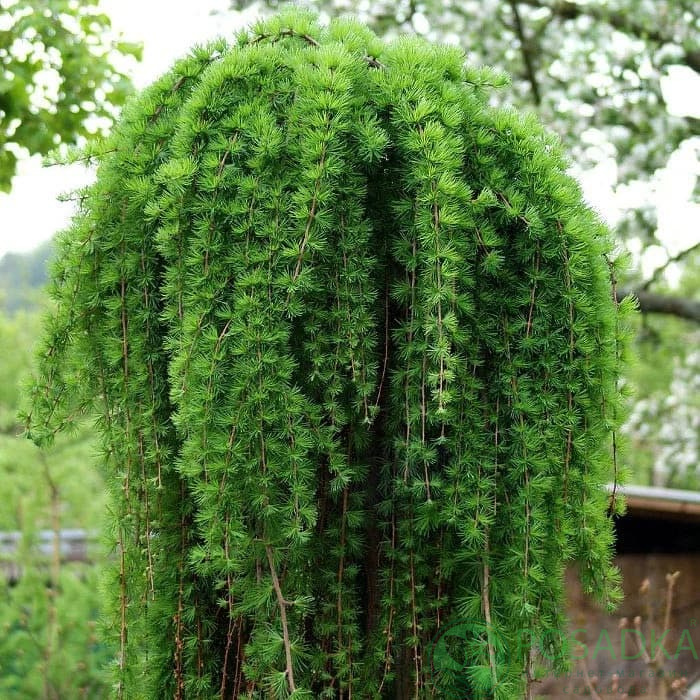 картинка Лиственница американская Поркупин (Porcupine) 