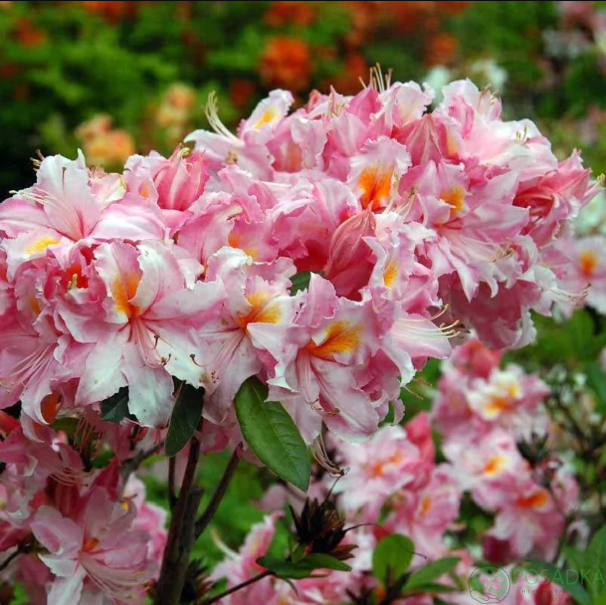 картинка Азалия Cecile (Cecile) 