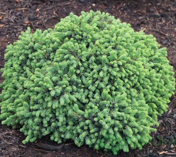 картинка Ель канадская Эхиниформис 3л 