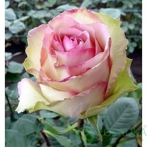 картинка Роза чайно-гибридная Эсперанса 