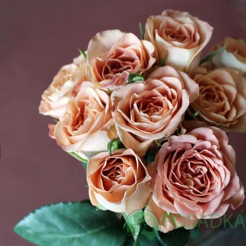 картинка Роза чайно-гибридная Капучино 