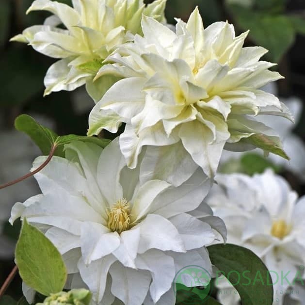 картинка Клематис Maria Skłodowska Curie PBR 