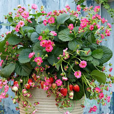 картинка Клубника 'Summer Breeze Rose' (контейнер) 