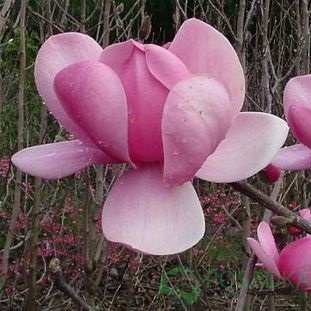 картинка Магнолия Brixton Belle 7.5л  картинка Магнолия Brixton Belle 7.5л