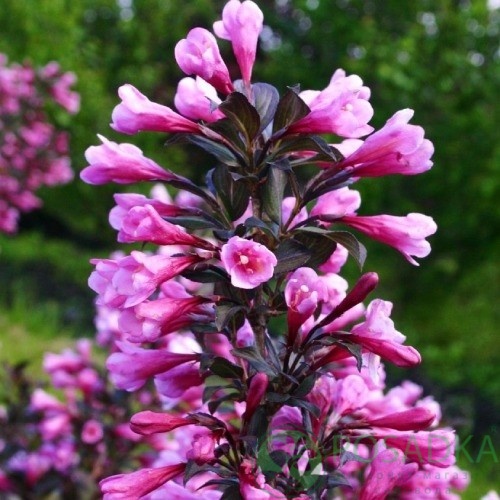 картинка Вейгела цветущая Nana Purpurea 