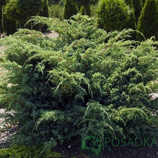 картинка Можжевельник чешуйчатый Ханнеторп 