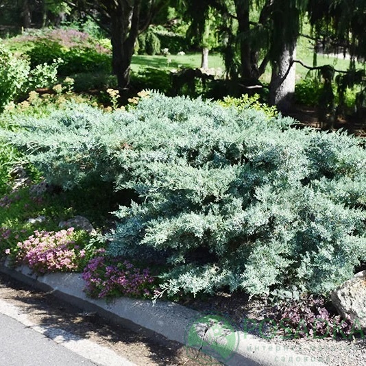 картинка Можжевельник средний Пфитцериана Глаука С2  картинка Можжевельник средний Пфитцериана Глаука С2