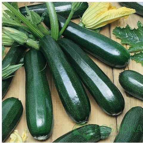картинка Семена кабачок Оникс (цуккини) 2 г, SeedEra 