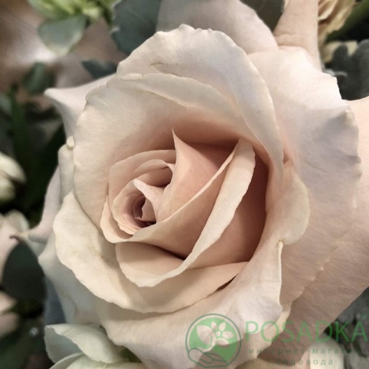 картинка Роза чайно-гибридная Мента С2 