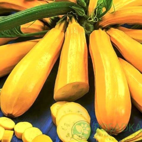 картинка Семена кабачок Атена Полька F1 10шт, SeedEra 