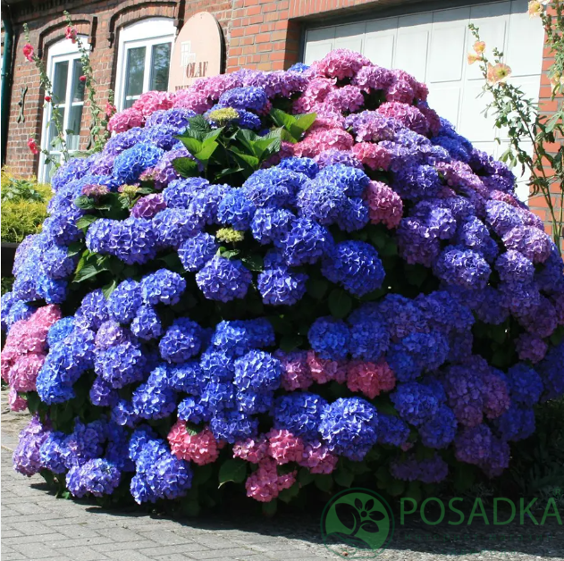 картинка Гортензия крупнолистная Bouquet Rose 