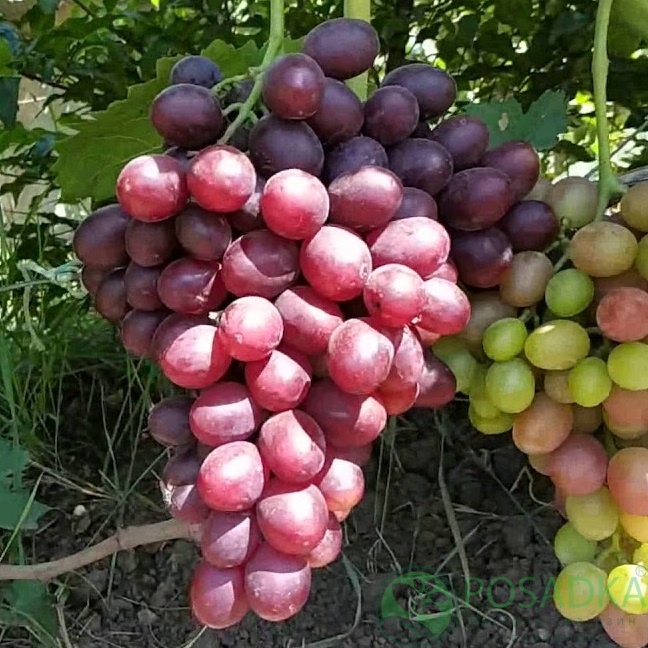 картинка Виноград Розовый лотос 