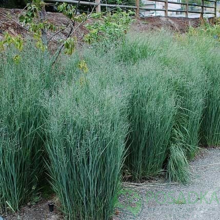 картинка Просо прутьевидное Хэви Метал 